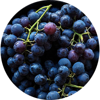 Resveratrol