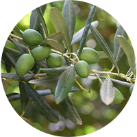 Estratto di foglie di olivo